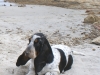 After eight Basset Hound