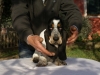 After eight Basset Hound