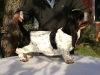 After eight Basset Hound