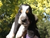 After eight Basset Hound