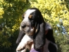 After eight Basset Hound