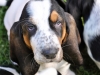 bassett-0349-pic