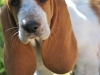 bassett-0496-pic