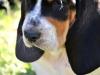 bassett-0724-pic