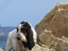 BASSET HOUND ARLEQUIN