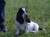 BASSET HOUND ARLEQUIN