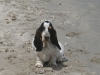 BASSET HOUND ARLEQUIN