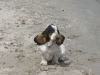 BASSET HOUND ARLEQUIN