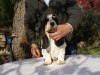 BASSET HOUND ARLEQUIN