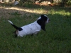 BASSET HOUND ARLEQUIN