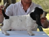 BASSET HOUND ARLEQUIN