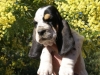 BASSET HOUND ARLEQUIN