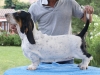 BASSET HOUND ARLEQUIN