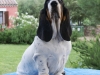 BASSET HOUND ARLEQUIN