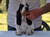 BASSET HOUND ARLEQUIN