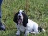 BASSET HOUND ARLEQUIN