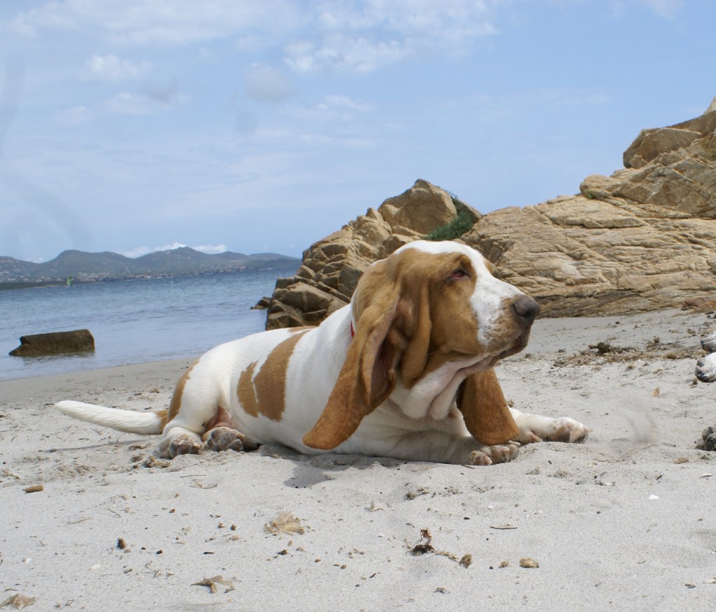 Basset Hound Sardegna