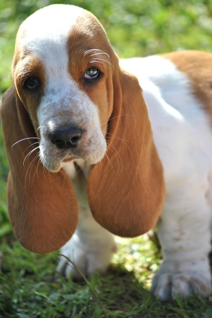 Basset Hound Sardegna