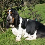 Basset Hound Sardegna - Basilio