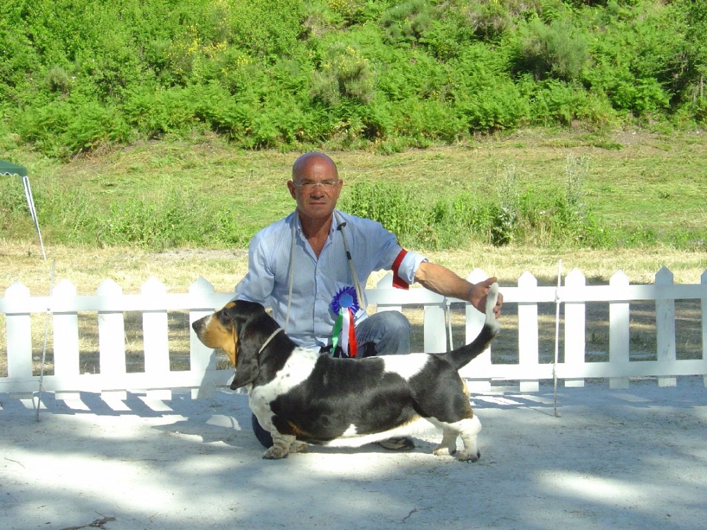 Basset Hound Sardegna