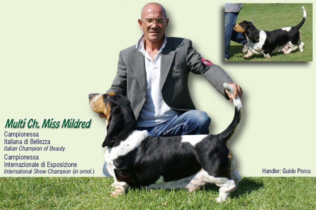 Basset Hound Sardegna - miss mildred