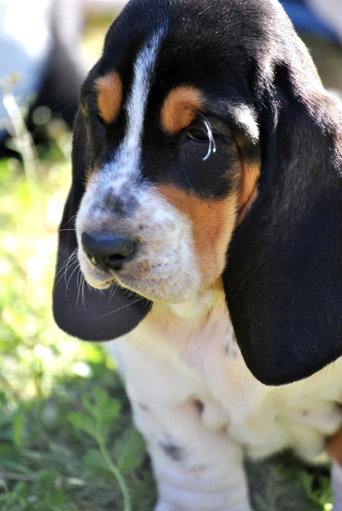 basset hound sardegna